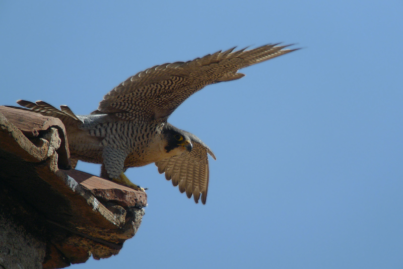 Falco Pellegrino di citt in Digiscoping